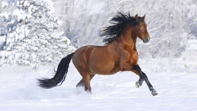 15 км прошли полицейские по следам украденной лошади в Акмолинской области