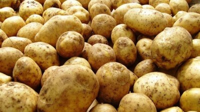 20 тонн заражённого российского картофеля завезли в Уральск