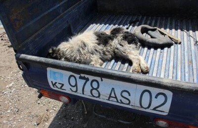 После смертельного нападения собак на ребёнка в "Акбулаке" устроили охоту на всех бродячих животных