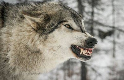 Подстреленный волк напал на охотника в степях Казахстана