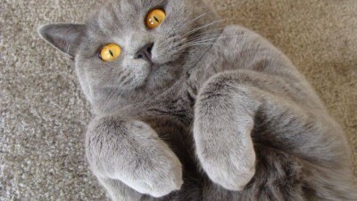Полицейские Щучинска вернули хозяину кошку, которую злоумышленники пытались продать