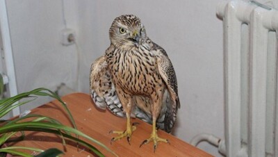 Ястреба, залетевшего в сельскую библиотеку в ЗКО, зарегистрировали читателем