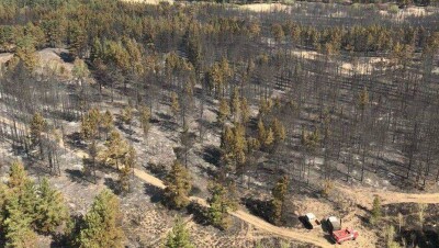 На месте уничтоженных огнём 300 га леса в Семее посадят новые деревья