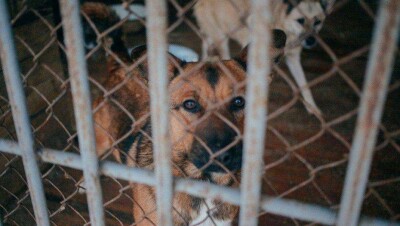 В Астане начали чипировать бродячих собак