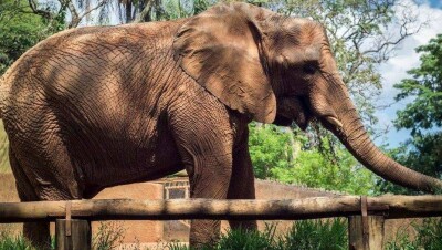 Историю с пропавшим в Алматы слоном объяснил автор объявления