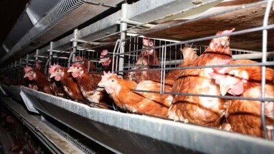 Минсельхоз: В СКО произошла вспышка птичьего гриппа