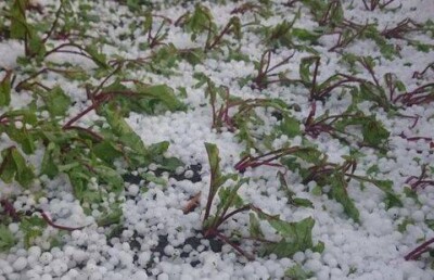 Град величиной с горох побил урожай сельчан в Костанайской области