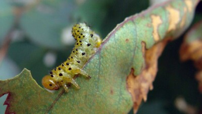 В Алматы появились насекомые, повредившие до 90% листьев деревьев