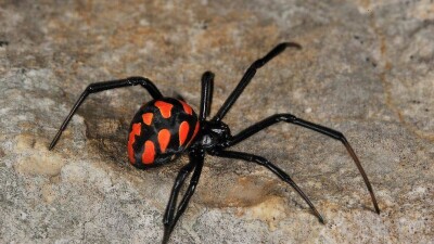 Шестилетний ребёнок попал в реанимацию после укуса каракурта в ЮКО