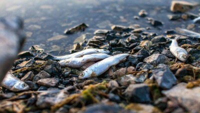 В Шымкенте расследуют гибель рыбы в реке Кошкар-Ата. Заведено уголовное дело