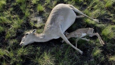 Причины массовой гибели сайгаков в Казахстане установили иностранные биологи 
