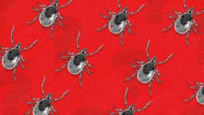 Как защитить себя и своего домашнего питомца от клещей