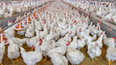 В Китае сообщили о вспышке птичьего гриппа у кур рядом с Уханем