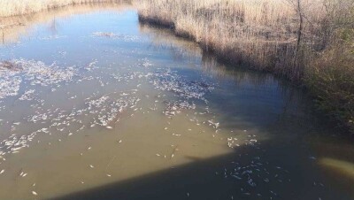 В резервате "Акжайык" Атырауской области погибло 3,7 тонны рыбы