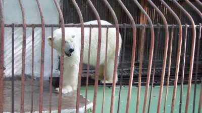 Бизнесмен, оплативший долг зоопарка Алматы, ответил на критику казахстанцев