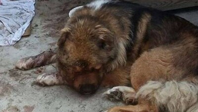 Семейчане подписывают петицию с требованием наказать мужчин, до смерти избивших собаку