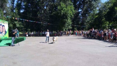 Жители Талдыкоргана потребовали открыть приют для бездомных животных