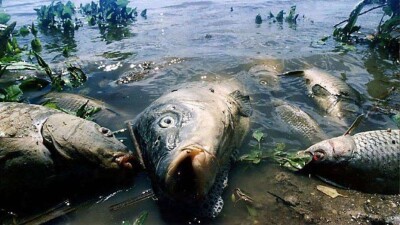 В СКО зарегистрирован массовый замор рыбы в озере Жаксы-Жалгызтау 