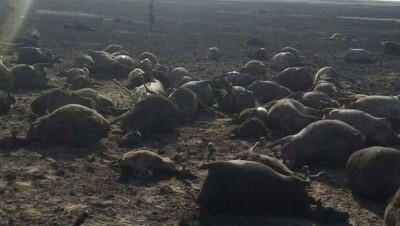 Власти района в Костанайской области ищут способ помочь семье сгоревшего с отарой пастуха