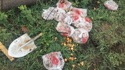 Общественники обнаружили тысячи брошенных саженцев яблонь и луковиц тюльпанов на Кок-Тобе