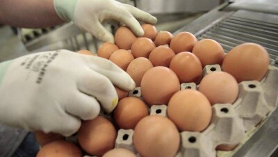 Ветеринары Мангистау опровергли опасность яиц