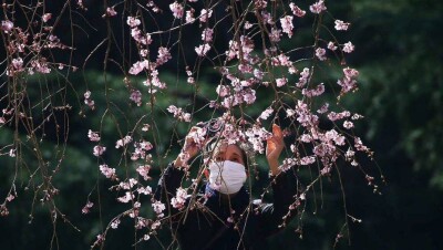 Рекордно раннее цветение сакуры отметили в Токио