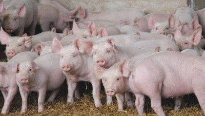 ООН предупредила соседние с Китаем страны о вспышке африканской чумы свиней