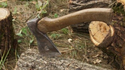 Житель Семея стал уголовником из-за тополя