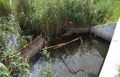 Из-за вырубленных деревьев в Алматы чуть не рухнул мост