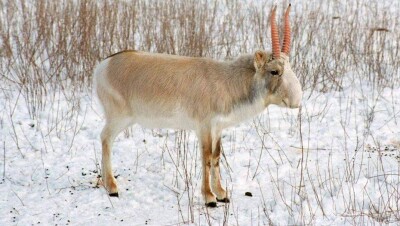Ослабленные после гона сайгаки стали лёгкой добычей для браконьеров в ЗКО 