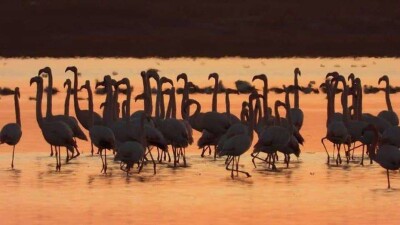 Стая розовых фламинго перед зимовкой прилетела в Актау. Сейчас там 16 градусов тепла