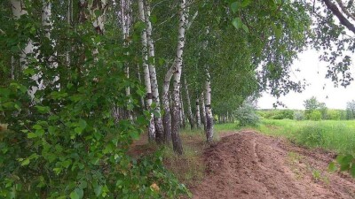 Почему в Карагандинской области вырубают берёзовую рощу?