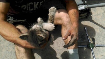 Житель Актау провёл целую операцию по спасению котёнка