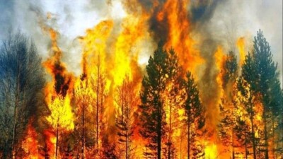 В Костанайской области накажут родителей школьников, которые сожгли 80 га леса