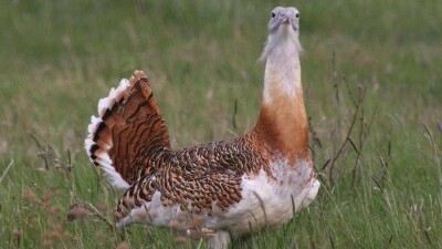 Арабским шейхам намерены разрешить охоту на дроф в Казахстане за 213 млн тенге