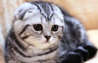 Элитного котёнка пообещал подарить 5-летнему мальчику аким Костанайской области 