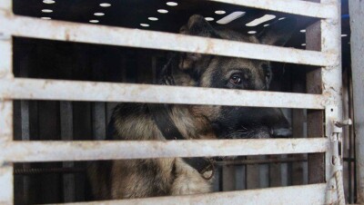 Отлавливавших бродячих собак на согым жителей Алматинской области задержала полиция
