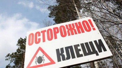 Женщина и 13-летний ребёнок умерли в ЮКО после укуса клещей