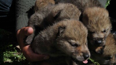Спасённым в Карагандинской области волчатам дали имена лютоволков из "Игры престолов"