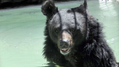 Посетитель зоопарка Алматы швырнул камнем медведю в голову, чтобы развлечь внуков