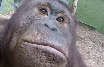 Орангутаны из Великобритании научились снимать селфи