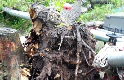 Шнурки спасли детей от рухнувшего клёна в Караганде