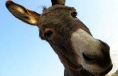 Ослика обкурили до потери сознания два живодёра