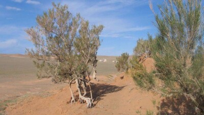 Казахстан ещё на 5 лет продлил запрет на вырубку саксаула