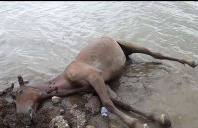 Неожиданно сошедший сель в ЮКО смыл скотину с пастбищ