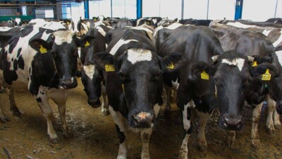 Казахстан запретит вывоз скота за границу из-за высокого спроса со стороны Узбекистана