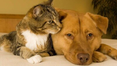 В Алматы возобновили программу бесплатной стерилизации домашних животных