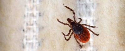 Житель Кызылординской области скончался от конго-крымской геморрагической лихорадки