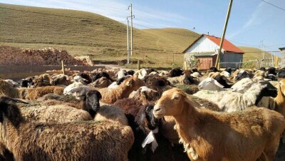 Жеке куәлік, кепілзат, ЭЦҚ. Осы үшеуі болса, фермерлер енді үйде отырып-ақ несие рәсімдей алады