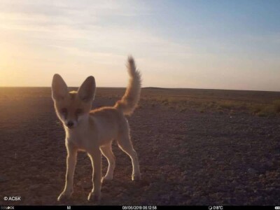 Лисёнка в Устюртском заповеднике заинтересовала фотоловушка. Получились удачные "селфи"
